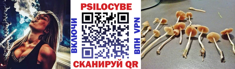 купить   Строитель  Галлюциногенные грибы Psilocybine cubensis 